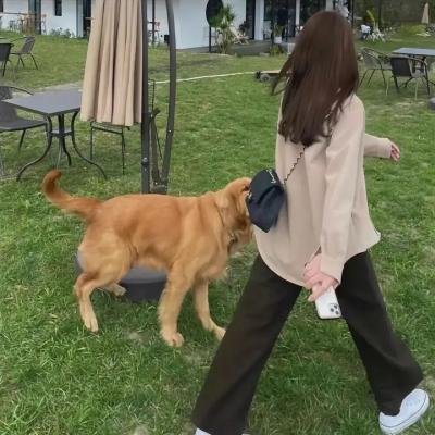 审死猪